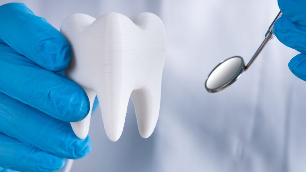 Une maquette de dent chez dans les mains d'un dentiste